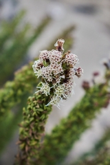 Ophryosporus triangularis