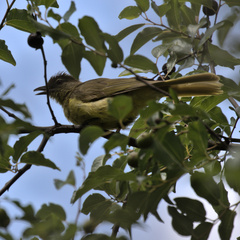Chlorocichla flaviventris
