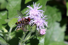 Fazia micrura