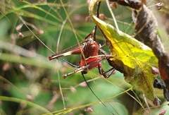Conocephalus melaenus