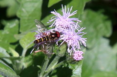 Fazia micrura