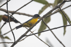 Anisognathus lacrymosus