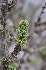 Ophryosporus triangularis