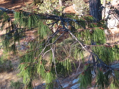 Pinus lumholtzii