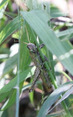 Schistocerca impleta