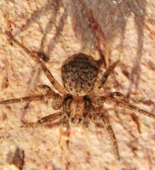 Pulchellodromus pulchellus