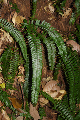 Polystichum lentum