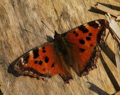 Nymphalis xanthomelas