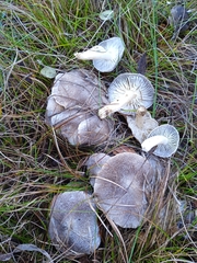 Tricholoma scalpturatum
