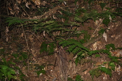 Alsophila spinulosa
