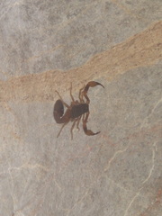 Tityus bahiensis