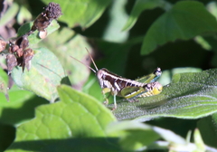 Paraidemona