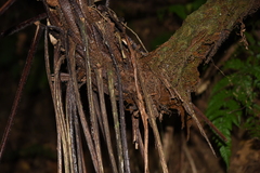 Alsophila spinulosa
