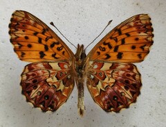 Boloria titania