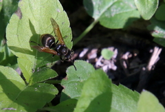 Brachygastra mellifica