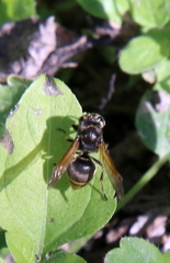 Brachygastra mellifica