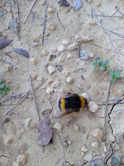 Bombus terrestris lusitanicus