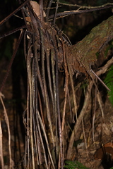 Alsophila spinulosa
