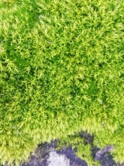 Tortella squarrosa