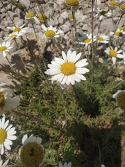 Anthemis