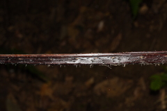 Alsophila spinulosa