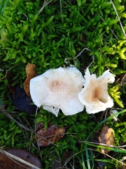 Hygrophorus leucophaeo-ilicis