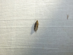 Endothenia quadrimaculana