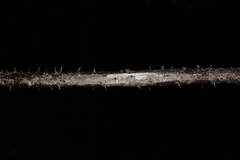 Alsophila spinulosa