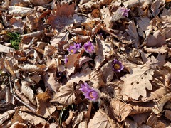 Pulsatilla grandis