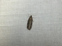Endothenia quadrimaculana