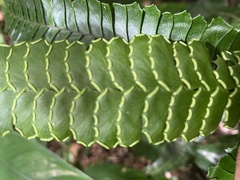 Adiantum abscissum
