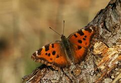 Nymphalis xanthomelas