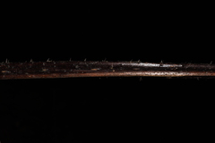 Alsophila spinulosa