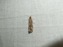 Endothenia quadrimaculana