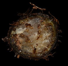 Alsophila spinulosa