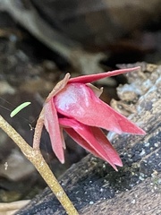 Duguetia sessilis