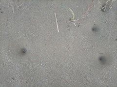 Myrmeleon formicarius