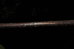Alsophila spinulosa