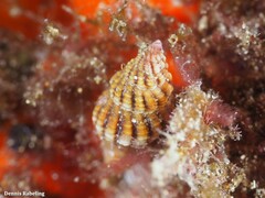 Aplus assimilis