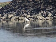 Ardea alba