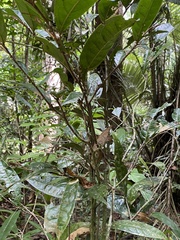 Duguetia sessilis