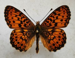 Boloria titania