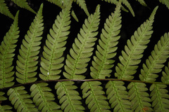 Alsophila spinulosa