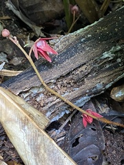 Duguetia sessilis