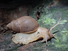 Megalobulimus