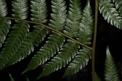 Alsophila spinulosa
