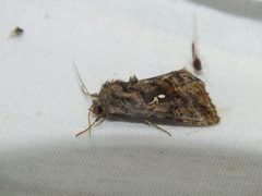 Autographa pulchrina