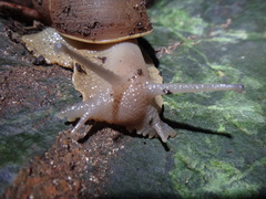 Megalobulimus