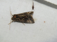 Autographa pulchrina