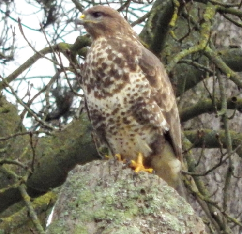 Busardo ratonero (Buteo buteo)